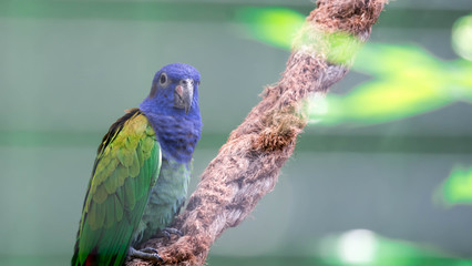 Blue-headed Parrot (Pionus menstruus)