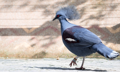Victoria Crowned bird (Goura victoria)