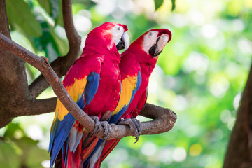 A couple of Scarlett Macaw bird parrot looking curious