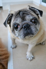 Obraz premium Pug looking at camera tilted head smiling, Pug dog question, query, starring 