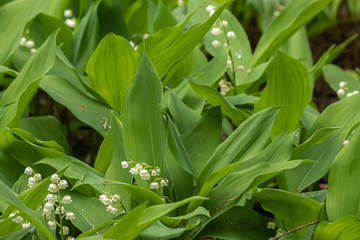 Obraz premium fake solomons seal growing with dew drops gathering in leaves