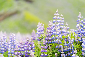Lupine Flowers and Blurred Background in Iceland