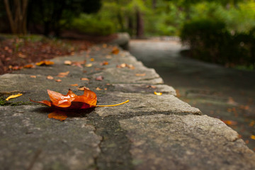 Selective focus of a leaf on a stone wall in autumn.