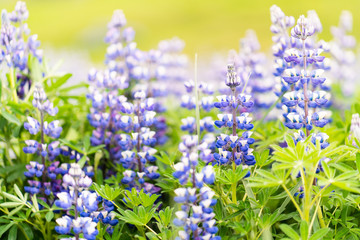 Lupine Flowers and Blurred Background in Iceland