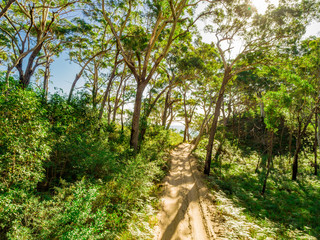 Fototapeta premium 4x4 Bush Track in Moreton Island, Australia