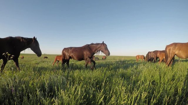 Wild mustangs graze at sunset