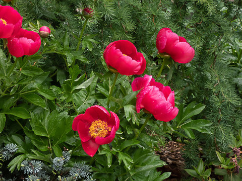 red peonies in spring day blooming with yellow centers