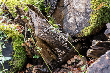 Cluster of mushrooms growing in woodland