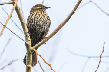 A Female Red-winged Blackbird Proves Drab can be Beautiful