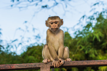 Fototapeta na wymiar The Macaque Monkeys of Monkey Hill, Phuket.