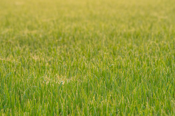 Rice fields in the morning