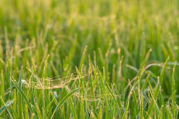 Rice fields in the morning