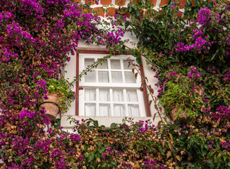 Fototapeta na wymiar Flowering bush surrounds window in the old medieval walled city of Obidos in Portugal