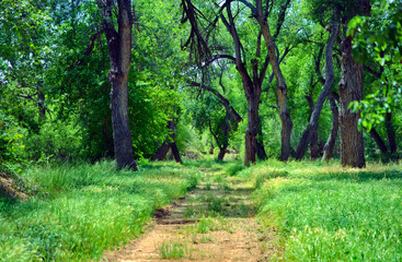 Obraz premium landscape of trees