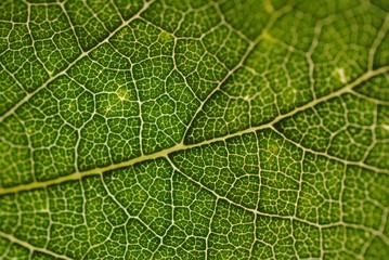 close up of leaf