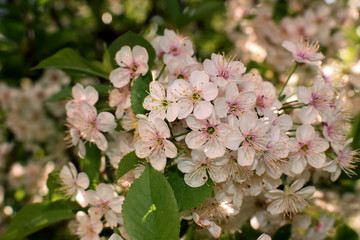 Cherry blossom. Spring season background