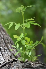 baby branch from tree