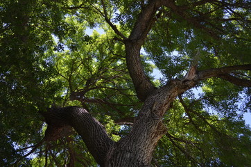 old oak tree