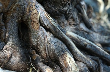 tree roots