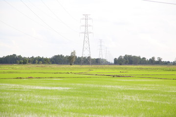 high voltage post on rice field in Thailand