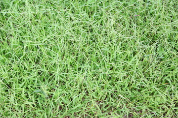 real green grass background 