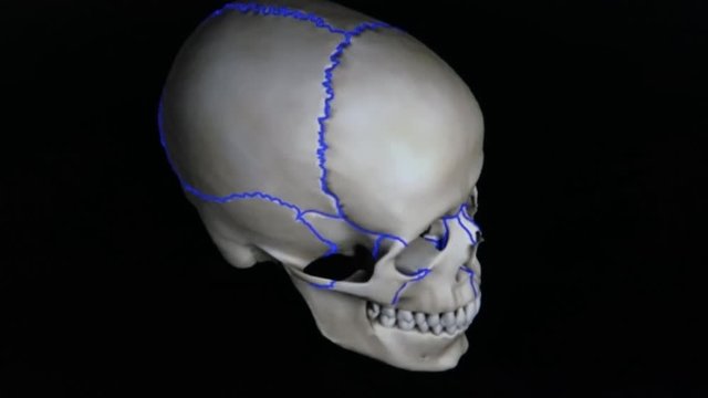 Cranial and facial bones of the skull