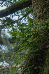 dark green forest covered in moss and ferns
