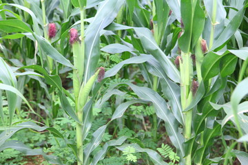 corn farm 