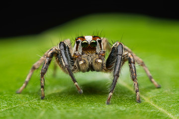 ่jumping spider closeup on green leave - Powered by Adobe