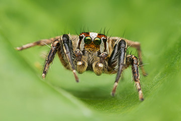 ่jumping spider closeup on green leave