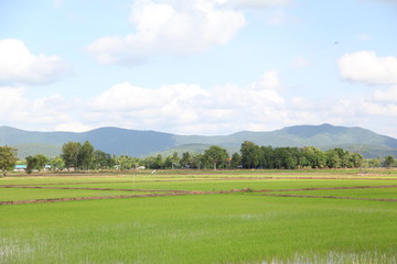 Obraz premium green farm from northern thailand