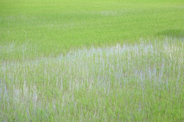green farm from northern thailand