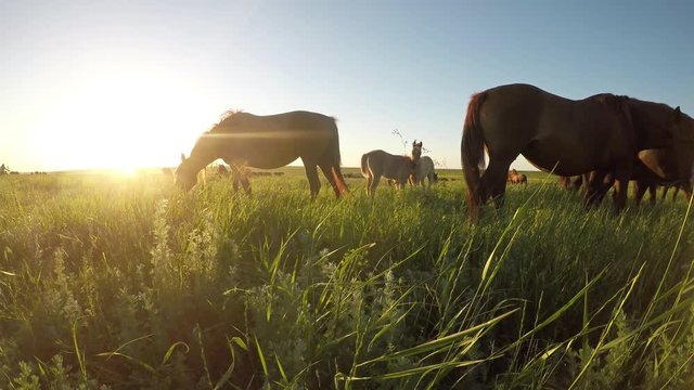 Wild mustangs graze at sunset