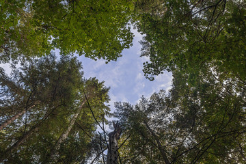 sky high up above the forest floor