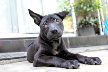 A Black Thai Ridgeback Puppy relaxing on the ground