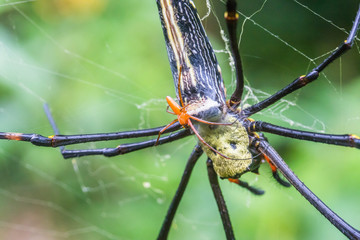 Giant Orb Web Spiders are having Sex