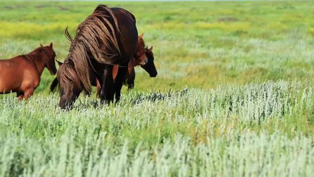 Wild mustangs graze at sunset