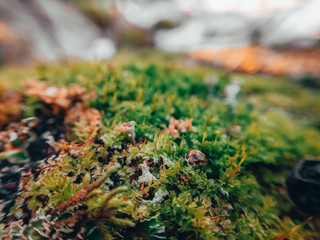 Autumn Moss
