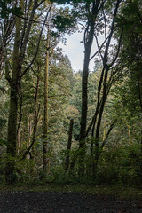 Fototapeta na wymiar dark green forest covered in moss and ferns