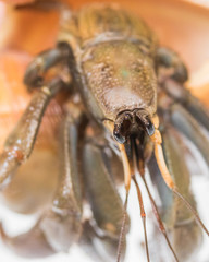 A Hermit Crab in a Shell on white background
