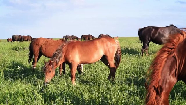 Wild mustangs graze at sunset