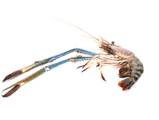 it is one giant freshwater prawn isolated on white