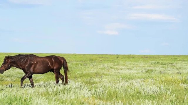 Wild mustangs graze at sunset
