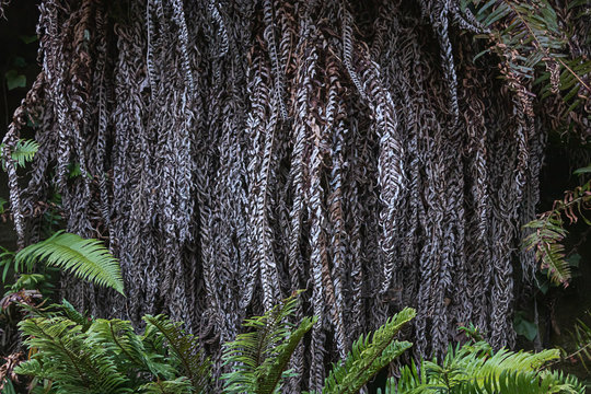 fern roots hanging down from an overhang
