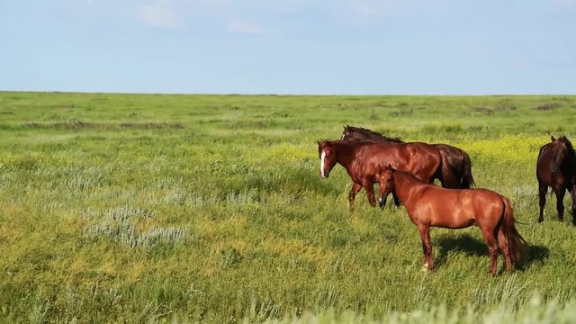 Wild mustangs graze at sunset