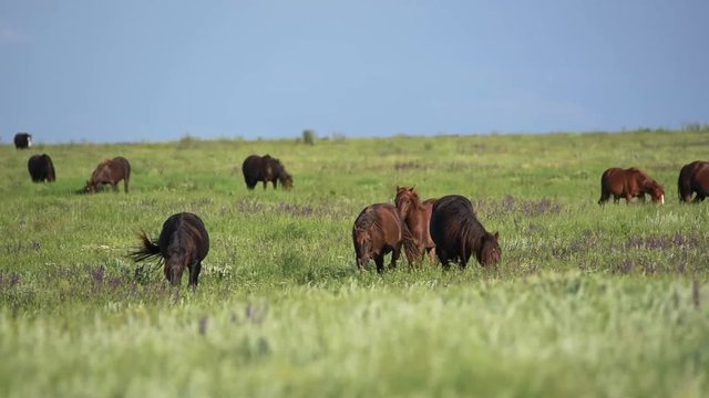 Wild mustangs graze at sunset