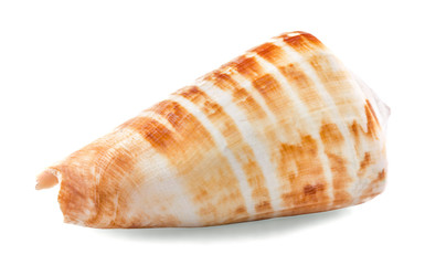 seashells on an isolated white background