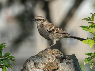 A specimen of female Shiny cowbird on a rock