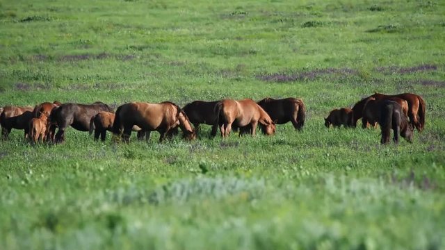 Wild mustangs graze at sunset