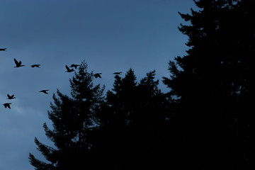 flock of birds flying around tall pine trees